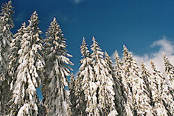 Winterzauber im Bayerischen Wald - Familienurlaub auf dem Bauernhof